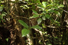 Rhododendron tashiroi