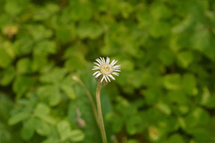 Chaptalia nutans