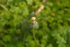 Chaptalia nutans