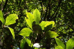 Rhododendron tashiroi