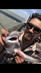 Notorynchus cepedianus