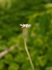 Chaptalia nutans