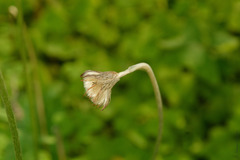 Chaptalia nutans