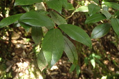Rhododendron tashiroi