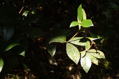 Rhododendron tashiroi