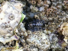 Acanthochitona rubrolineata