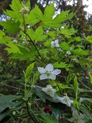 Rubus palmatus coptophyllus
