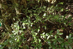 Rhododendron tashiroi