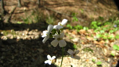 Arabidopsis halleri