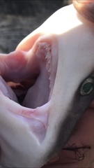 Notorynchus cepedianus