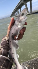 Notorynchus cepedianus