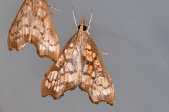 Hydropionea fenestralis