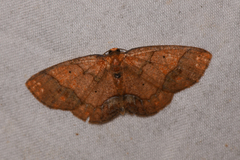 Melinodes detersaria