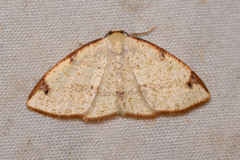 Microxydia orsitaria