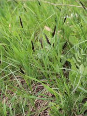 Carex melanostachya