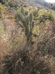 Opuntia