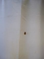 Lobobasis niveimaculata