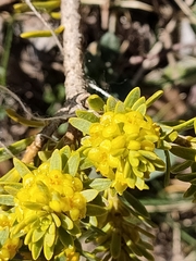 Thymelaea tinctoria nivalis