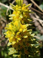 Thymelaea tinctoria nivalis