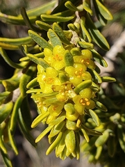 Thymelaea tinctoria nivalis