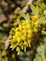 Thymelaea tinctoria nivalis
