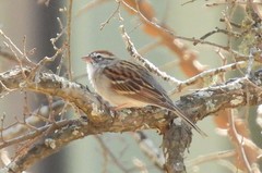 Spizella passerina