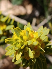 Thymelaea tinctoria nivalis