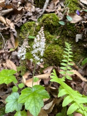 Tiarella austrina