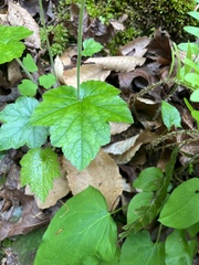 Tiarella austrina