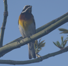 Spindalis zena benedicti