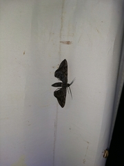 Hypochrosis binexata