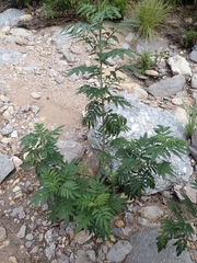 Melianthus