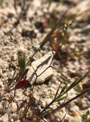 Nemacladus secundiflorus robbinsii