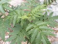 Melianthus