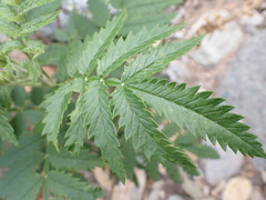 Melianthus