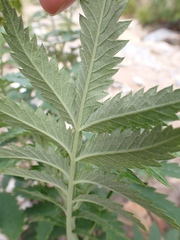 Melianthus