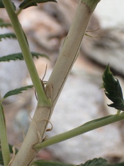 Melianthus