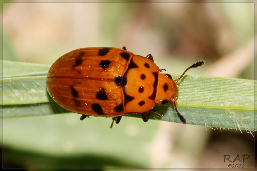 Mycotretus ornatus