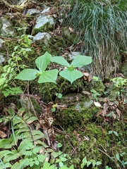 Trillium apetalon