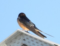 Hirundo rustica