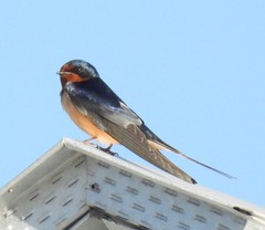 Hirundo rustica