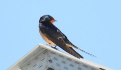 Hirundo rustica
