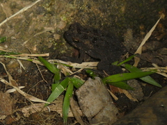 Incilius aucoinae