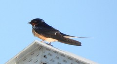 Hirundo rustica