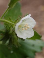 Phacelia viscida albiflora