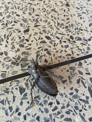Pachylis laticornis