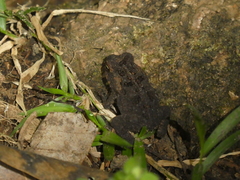 Incilius aucoinae