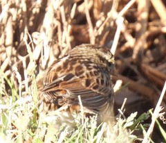 Passerculus sandwichensis