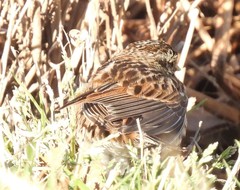 Passerculus sandwichensis