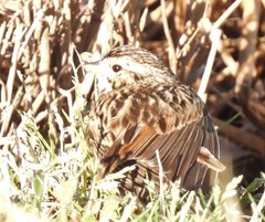 Passerculus sandwichensis